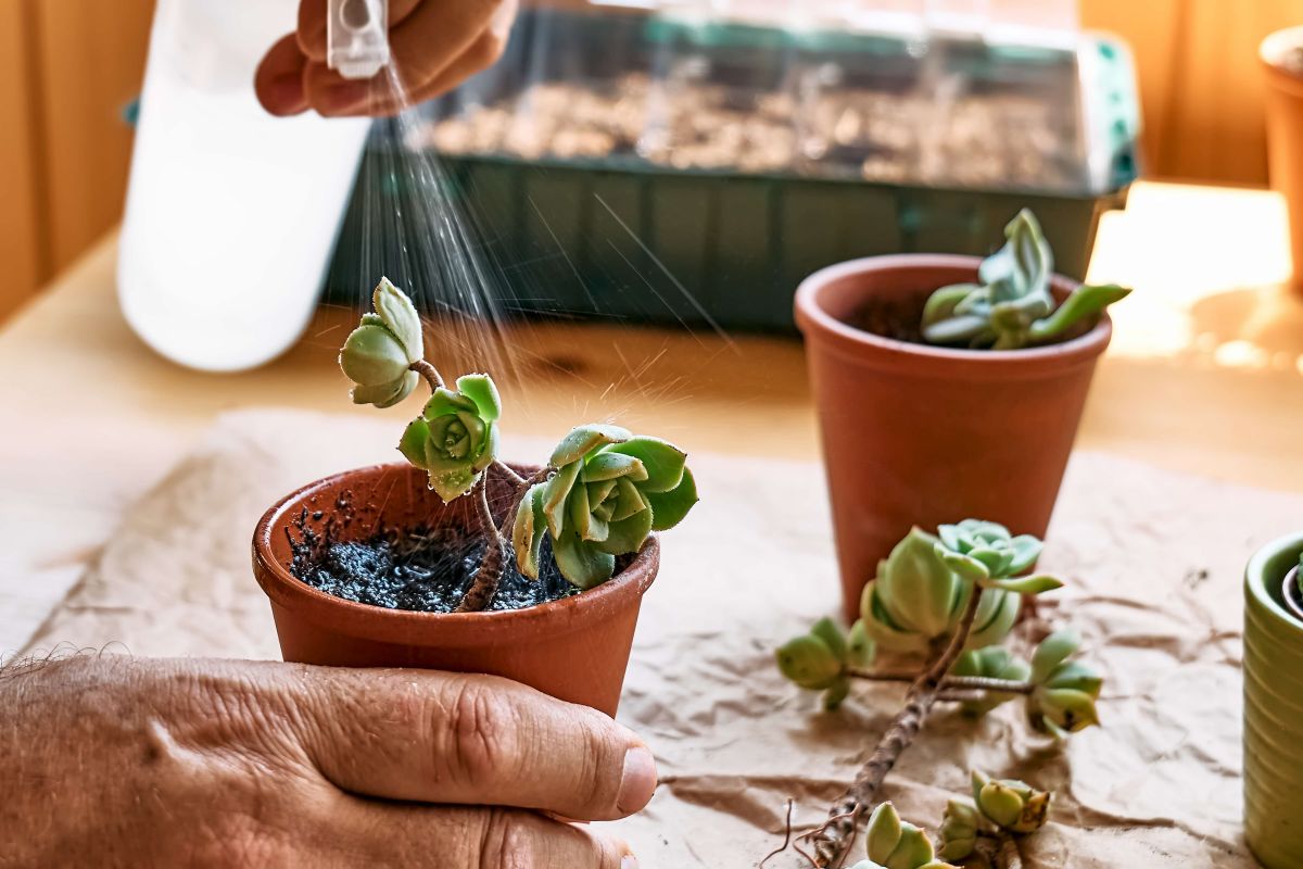 watering pot plants
